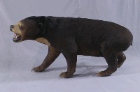馬來黑熊藏品圖，第5張